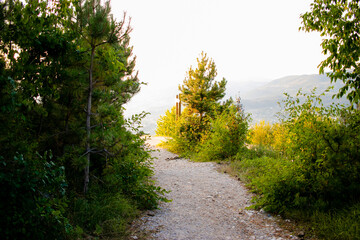 Sendero de piedra en medio del bosque con pinos y árboles a los costados