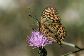 Mariposa