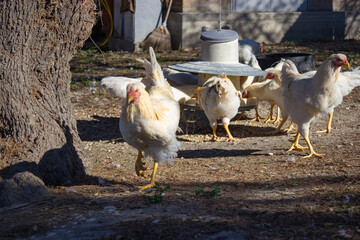 Laying hens in the backyard. Free-range white hens in organic farming. The photo was taken in Veneto, Italy. Warm and neutral colors, particular light.