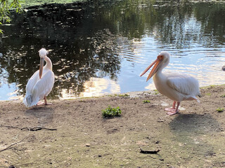 A close up of 2 Pelicans in London