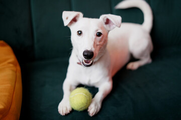 jack russell terier with favourite ball 