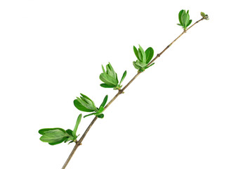 Macro of young foliage on twig isolated on white
