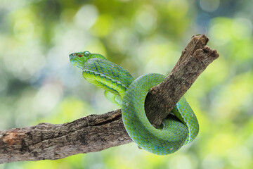 Male Trimeresurus (parias) hageni's viper Hagen in a steady attacking stance against a natural...