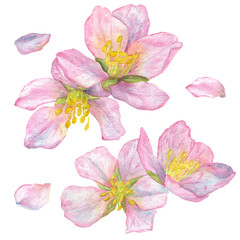 Pink branches of blossoming cherry with petals. Romantic illustration. Watercolor.