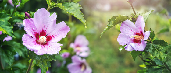Pink hibiscus with raindrops on the bushes in the garden © Volodymyr