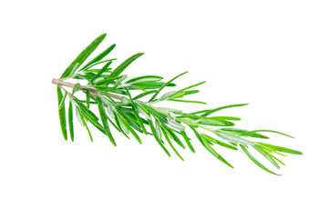 Fototapeta premium Rosemary