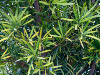 Bush with thin long leaves. Leaves background. Pattern from the branches of the bush.