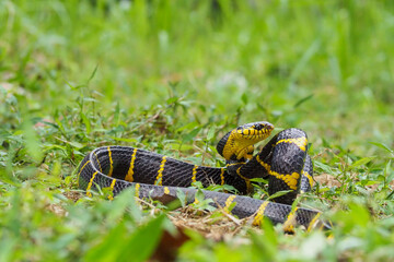 Boiga snake dendrophila yellow ringed, animal closeup, animal attack