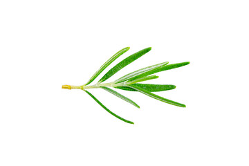 Fototapeta premium Rosemary