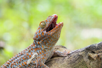 Tokek head closeup on nature background, animal closeup, gecko lizard