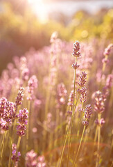 Selective focus Lavender flowers at sunset rays, Blooming Violet fragrant lavender flower summer...