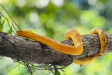 Yellow flat-nosed viper Craspedocephalus or ( Trimeresurus puniceus ) hanging on a branch.  Bothriechis schlegelii, beautiful colored venomous pit viper
