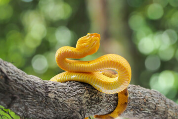 Yellow flat-nosed viper Craspedocephalus or ( Trimeresurus puniceus ) hanging on a branch.  Bothriechis schlegelii, beautiful colored venomous pit viper