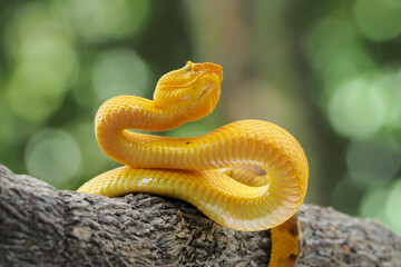 Yellow flat-nosed viper Craspedocephalus or ( Trimeresurus puniceus ) hanging on a branch.  Bothriechis schlegelii, beautiful colored venomous pit viper