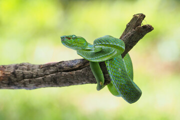 Male Trimeresurus (parias) hageni's viper Hagen in a steady attacking stance against a natural background