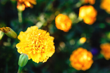 Close up of soft focused orange marigold flower Tagetes erecta, African, Mexican, Aztec marigold on dark background with copy space. Summer and fall colors. Luxury minimal floral design. Macro photo