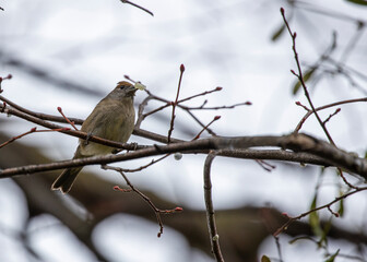 Eurasian blackcap (Sylvia atricapilla) spotted outdoors in Dublin, Ireland