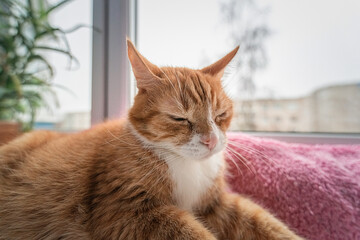 Portrait of a beautiful red cat on the windowsill, photographed with a wide-angle lens.
