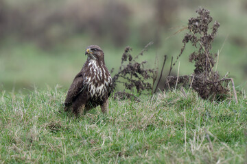 Common buzzard
