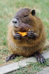 A nutria with long dark bristly hair eats a carrot. In summer, the water rat sits on the lawn in the park, zoo, forest.