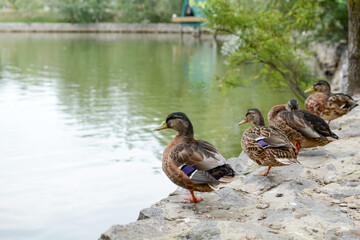 A group of ducks are resting sitting on a stone against the backdrop of a pond or river in a city park.
