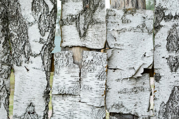 Birch bark texture with black stripes on a white background and with an abstract pattern in black. Fragment of a birch bark fence