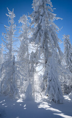 Winter sunny day in Gorce