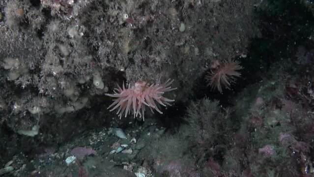 Sea anemones are fascinating underwater creatures that live in waters of sea. These animals have distinctive appearance with a bulbous body and long, colorful tentacles.