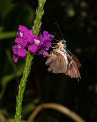 Butterfly on purple flowers in Costa Rica
