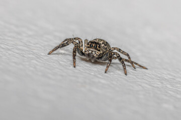Jumping spider on the wall