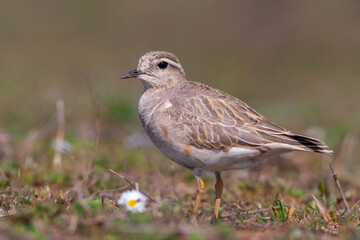a medium-sized bird resting after migration, Eurasian Dotterel, Charadrius morinellus