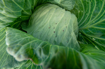 Fototapeta premium Cabbage cultivation in Egyptian fields, healthy food, keto diet