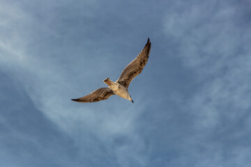 Seagull flying over Plage des Trois Moutons, Lampaul-Ploudalmézeau, Brittany, France