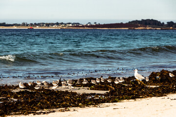 Baby Seagulls Plage des Trois Moutons, Lampaul-Ploudalmézeau, Brittany, France