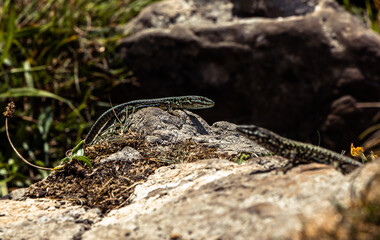 Western Green Lizards in the sun next to the Coast, Lacerta bilineata, Brittany, France