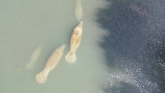 Aerial drone view from directly above a swimming aggregation of manatees including a baby, called a calf