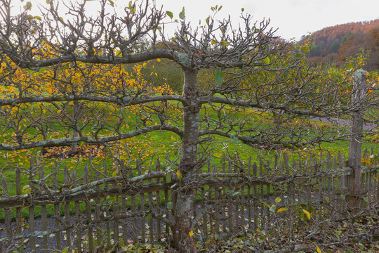 Espalier apple tree