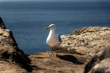 Fototapeta na wymiar Seagull at the edge of a cliff near Camaret-sur-Mer, Brittany, France