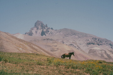 horses in the mountains