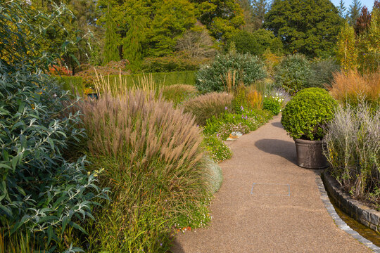 A pathway through the well filled borders of miscanthus grasses and shrubs leading down to the woodland