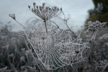 spider web in the morning frost