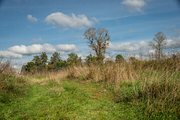 landscape with trees