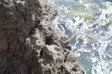 Krabbe auf einem Felsen im Atlantik bei Madeira