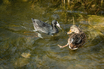 Fulica atra, mallard