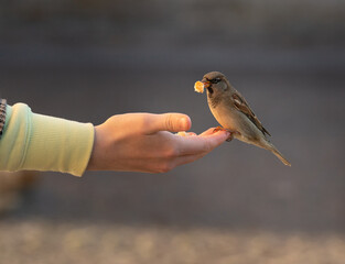 sparrow on a hand