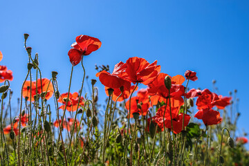 Papaver rhoeas, with common names including common poppy, corn poppy, field poppy, Flanders poppy, and red poppy, is an annual herbaceous species of flowering plant in the poppy family Papaveraceae. 