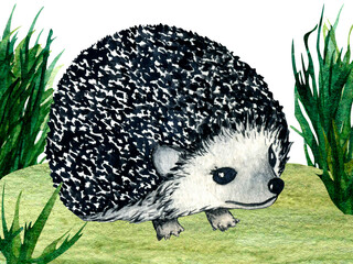 Watercolor wild forest animals: hedgehog on forest lawn scene. Nature illustration for kids design.