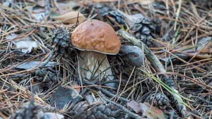 mushrooms in the forest