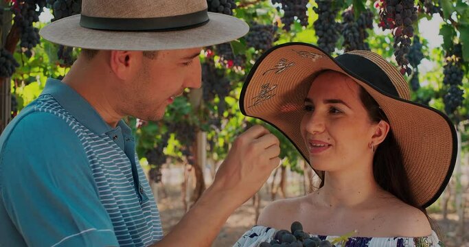 Grapes Wineries. A man tells a woman about the red wine grapes, gives her to taste grapes. Ripe vineyard grapes