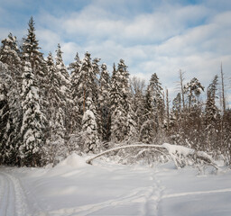 winter forest in the snow
